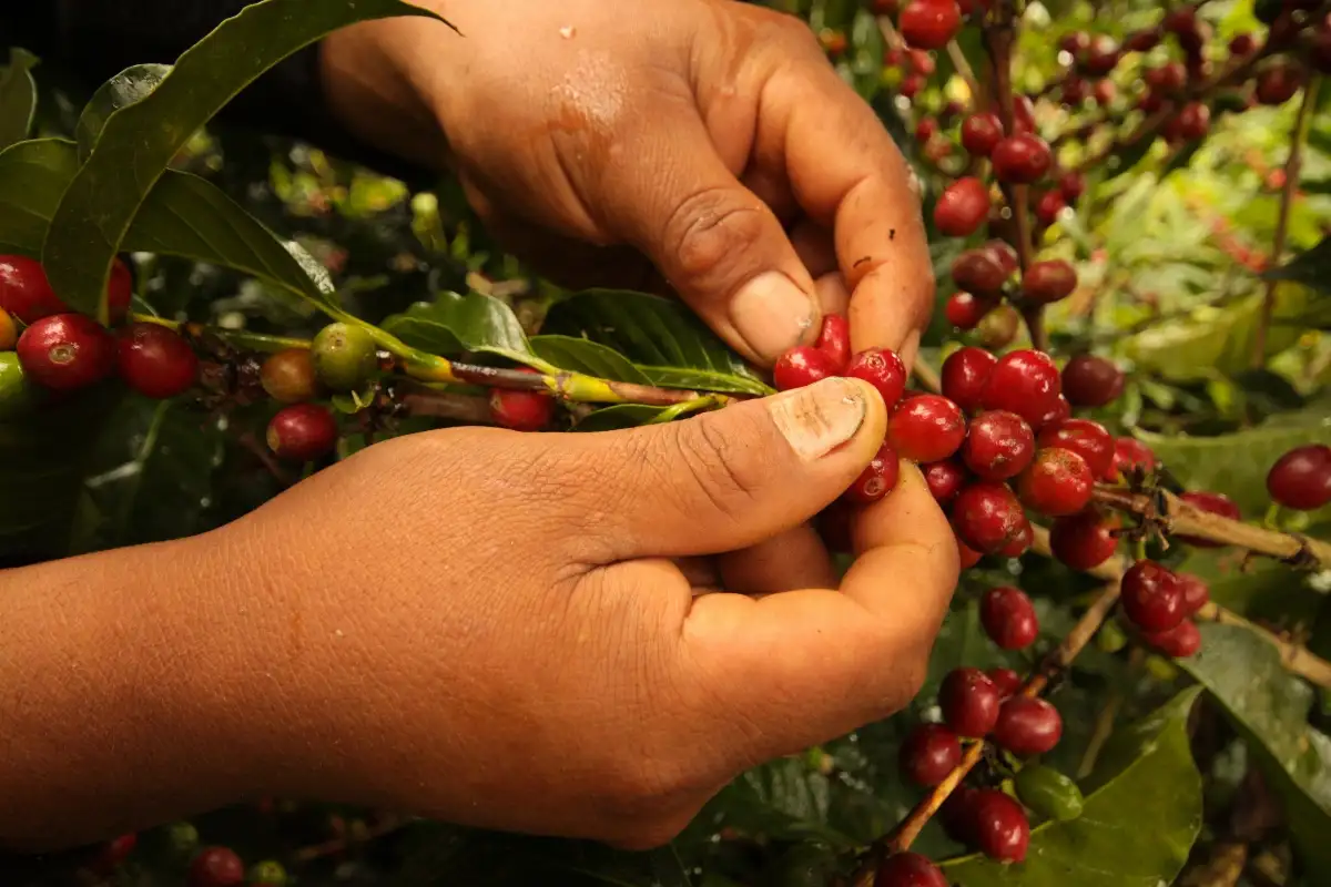 Café Honduras CAPUCAS Grains