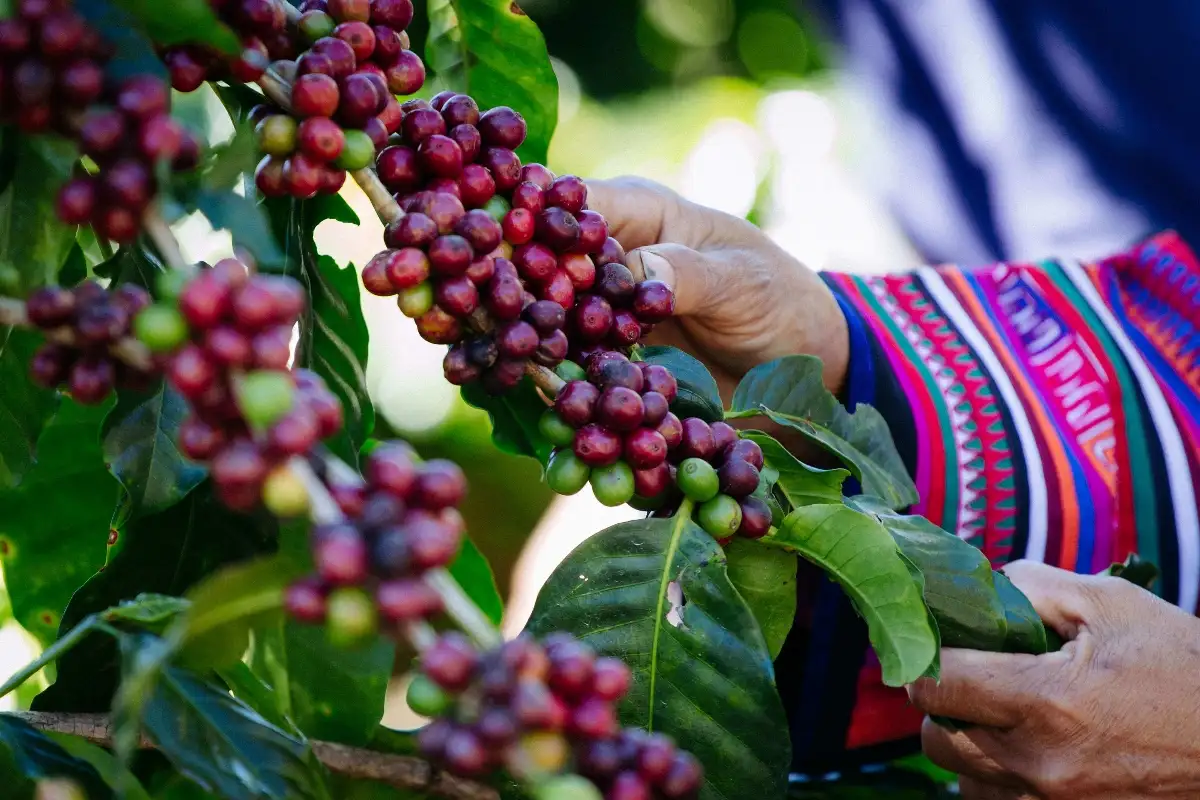 Café Pérou LLAMA 250gr Moulu