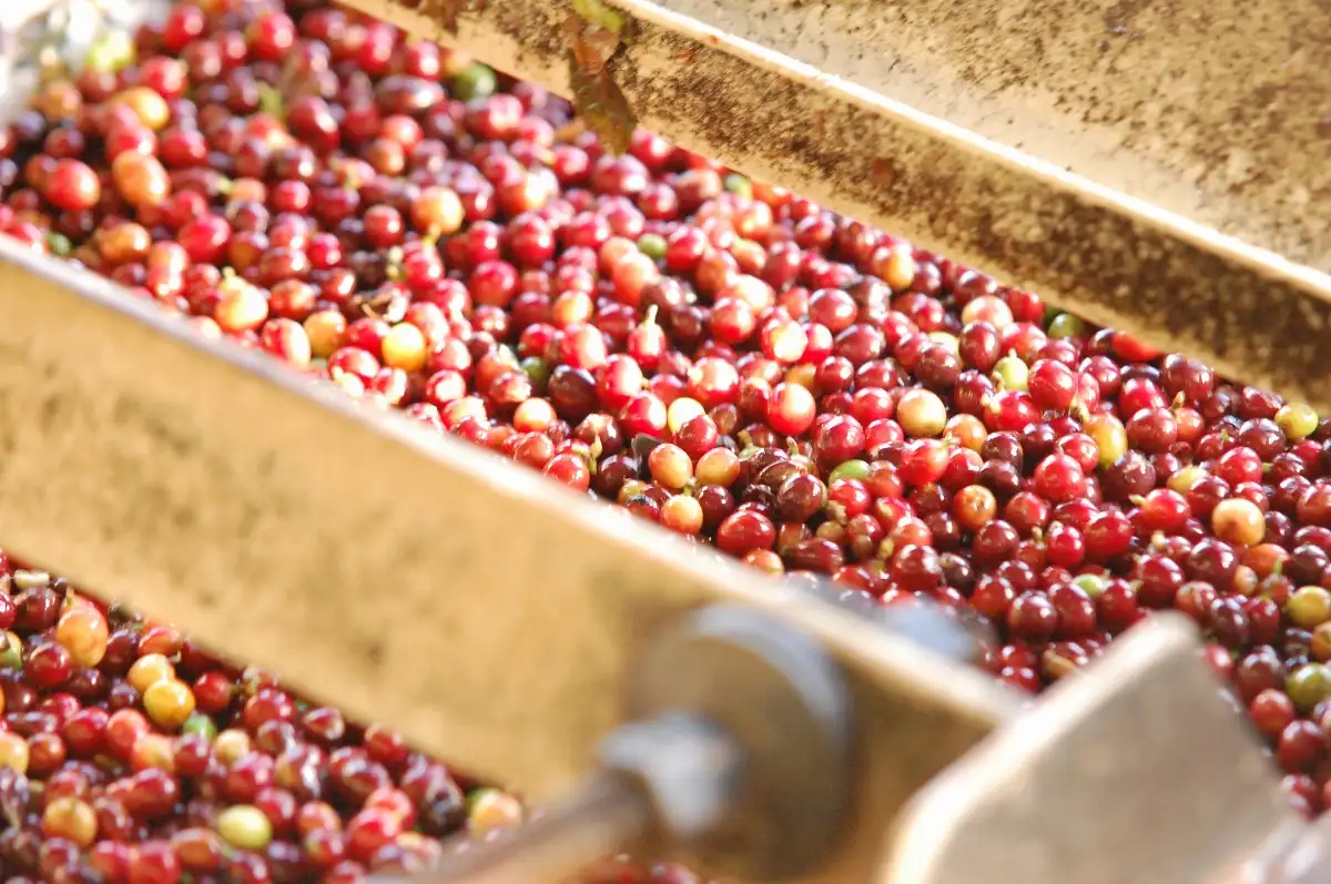 Café Bolivie AYNI 250gr Moulu